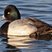 Lesser Scaup